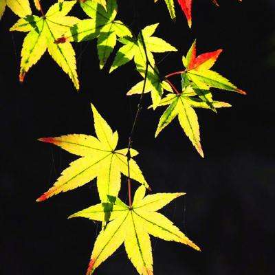 少年三国志2虫虫版下载