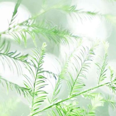 代号sx官方版(暂未上线)v1.0.0 安卓版
